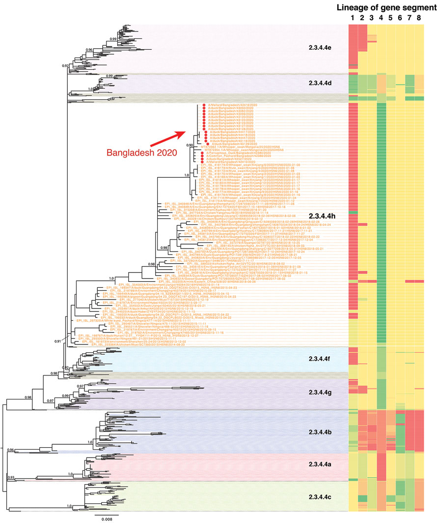 Phylogenetic tree of H5N6 viruses sequenced in this study, in addition to all publicly available H5N6 and closely related H5 sequences available from GenBank and GISAID. Red dots represent the Bangladesh H5N6 viruses sequenced in this study. Topological support values (SH-like support) of selected nodes are displayed.