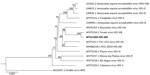 Phylogenetic tree of VEE complex viruses showing close relationship between a virus from the amniotic liquid of a pregnant woman in French Guiana (bold) and a reference Tonate virus sequence. Tree was generated from concatenated sequences (891 bp) using a neighbor-joining algorithm. GenBank accession numbers and VEE complex subtypes are provided for reference sequences. Scale bar represents 5% nucleotide sequence divergence. VEE, Venezuelan equine encephalomyelitis.