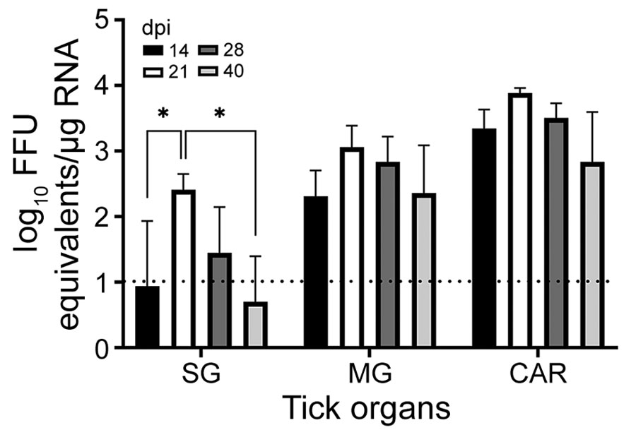 Detection of Heartland virus (HRTV) RNA by real-time, quantitative reverse transcription PCR reaction of HRTV-injected Haemaphysalis longicornis ticks. Ticks were dissected at 14, 21, 28, and 40 dpi. Tick organs were screened individually. Viral load data are expressed as FFU equivalents per microgram of RNA after normalization to a standard curve. Data were not normally distributed and are presented as medians with interquartile ranges. Statistical significance was determined by using Kruskal-Wallis tests followed by the Dunn test. Limit of detection was ≈10 FFU equivalents/μg RNA. *p<0.05. CAR, carcass; dpi, days postinjection; FFU, focus-forming units; MG, midgut; SG, salivary glands.