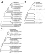 Phylogenetic analysis of Rickettsia species from a patient with Mediterranean spotted fever associated with septic shock, Iran (in bold), confirming infection with R. conorii subspecies israelensis. A) gltA gene; B) 17KD gene; C) ompA gene. Tree was constructed with the maximum-likelihood method algorithm (Tamura-Nei model). The test was performed with bootstrap (500 repetitions) by MEGA X 10.1 software (https://www.megasoftware.com). 
