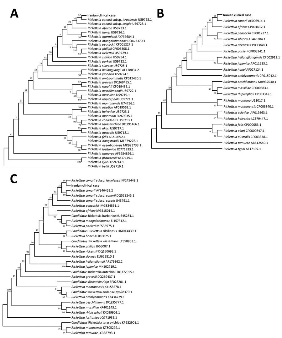 Phylogenetic analysis of Rickettsia species from a patient with Mediterranean spotted fever associated with septic shock, Iran (in bold), confirming infection with R. conorii subspecies israelensis. A) gltA gene; B) 17KD gene; C) ompA gene. Tree was constructed with the maximum-likelihood method algorithm (Tamura-Nei model). The test was performed with bootstrap (500 repetitions) by MEGA X 10.1 software (https://www.megasoftware.com). 