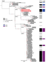 Maximum-likelihood phylogenomic tree for Vibrio cholerae O1 sequence type (ST) 75 isolates collected from South Africa, 2018–2020. The tree represents phylogeny for 7 V. cholerae O1 ST75 isolates from South Africa (red text); 144 sequences from a global collection of ST75, or closely related ST169, ST170, and ST182 isolates; and 1 7PET V. cholerae O1 sequence. The 7PET genome N16961 (ST69) was used as an outgroup. For each genome, its name; year of collection, when known; and country of isolation, plus province of isolation for isolate from South Africa, are shown at the tips of the tree. The lineages, presence of CTXɸ prophage or its variant form, and types of ctxB alleles are also shown. The 7PET outgroup genome, N16961, contains CTXɸ with a ctxB3 allele (not represented in the figure). Red dots indicate bootstrap values >95%. Scale bar indicates the number of nucleotide substitutions per variable site. 7PET, seventh pandemic V. cholerae O1 El Tor; CTXɸ, cholera toxin phi prophage; ctxB, cholera toxin B subunit gene. 