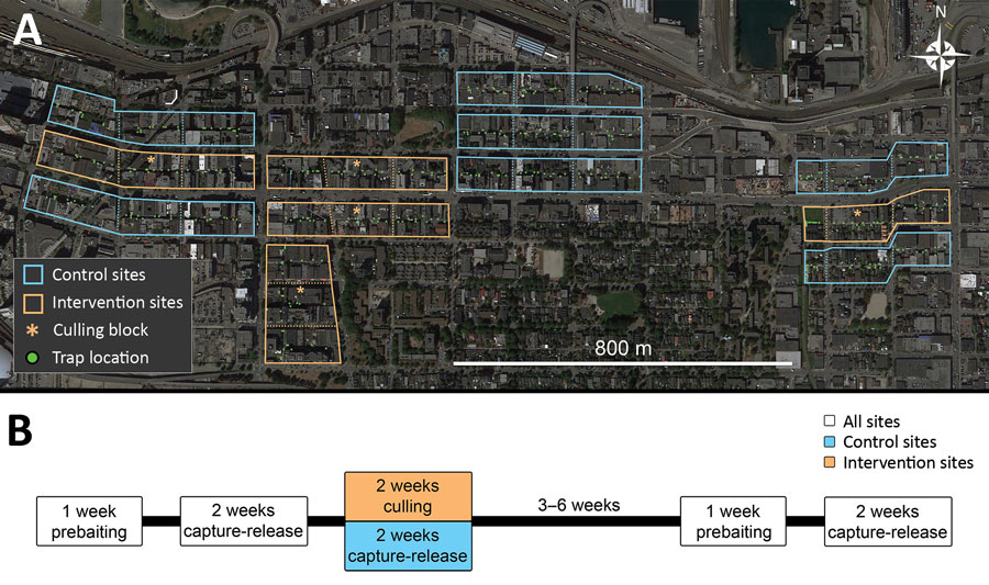 Trapping locations for Norway rats (Rattus norvegicus) caught in Vancouver, British Columbia, Canada. A) Trapping sites consisting of 3 contiguous city blocks. Each site was designated as a control or intervention site. Control sites did not involve culling (lethal animal removal); intervention sites included culling in the central block. B) Depiction of the study timeline. We first baited traps without capture to acclimatize rats to traps, then trapped and tagged rats with numbered ear tags and released the rats to their site of capture. After an intervention that involved culling rats in intervention sites, we resampled 3–6 weeks later to determine whether Bartonella spp. carriage differed between trapping periods before and after the intervention.