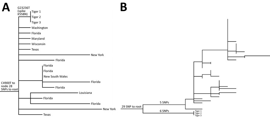 Maximum-likelihood phylogenetic trees of severe acute respiratory syndrome coronavirus 2 from 3 Malayan tigers, Virginia, USA. Tiger samples are numbered in order of symptom onset. A) Subset of phylogenetic tree showing parent (G23236T) and grandparent (C4900T) nodes of the tiger sequences, with tips labeled as states of origin in the United States or Australia. B) Phylogenetic tree showing that other B.1.1.7 viruses detected in Virginia that contain the K558N mutation are not epidemiologically related to the sequences detected in tigers 1, 2, and 3. SNP, single-nucleotide polymorphism. 