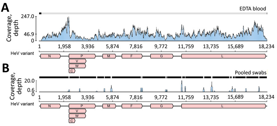 Sequence coverage of novel HeV variant from horse in Australia. The RNA sequencing reads were mapped to the novel HeV variant genome to examine coverage across the genome and depth for EDTA blood (A) and pooled swab samples (B). The x-axis shows the genome position with genes annotated and the y-axis shows the sequence read coverage (depth). Mean coverage depths were 46.9 for EDTA blood and 0.6 for pooled swab samples. V,W, and C indicate variably transcribed nonstructural proteins. F, fusion; G, glycoprotein; HeV, Hendra virus; M, matrix protein; N, nucleoprotein; P, phosphoprotein.