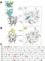 In silico modeling of HeV) from a horse in Australia. A, B) The translated protein sequence encoded by the HeV-var variant G gene was modeled using the known protein structure of the prototype virus bound to the human mAb m102.4 (A) and the receptor ephrinB2 (B). Side views (at left) of the interactions between the HeV G protein and the 2 binding partners highlight key binding residues (as sticks) and the variant positions (orange) relative to the m102.4 (heavy chain in teal and light chain in green) and ephrinB2 (in yellow). Zoomed top views (at right) of the HeV G and m102.4/ephrinB2 binding interface highlight specific interactions by the complementarity-determining regions of the mAb and G-H loop of the receptor ephrinB2. These data show that variable positions do not occur at critical epitopes at the HeV G and m102.4 binding interface and have very minor effect on the receptor ephrinB2 binding. C) Alignment of the prototypic and variant HeV strain G proteins. Variable positions are highlighted in color. F, fusion; G, glycoprotein; HeV, Hendra virus; mAb, monoclonal antibody.