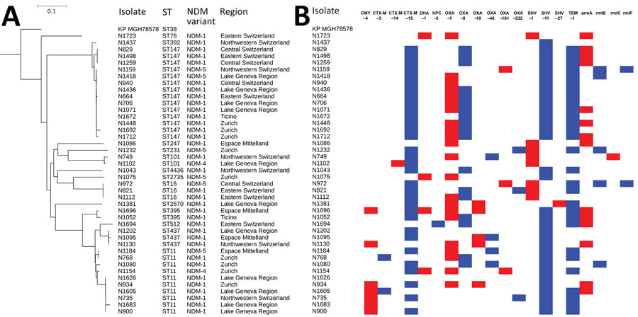 Clustering and gene content of 42 Klebsiella pneumoniae isolates collected in Switzerland, January 2019–December 2020. A) Phylogenetic tree showing clustering and the respective ST, NDM variant, and region of Switzerland from which each isolate was obtained. B) Gene matrix showing β-lactamase and RMTase gene content of the isolates. NDM, New Delhi metallo-β-lactamase; ST, sequence type.