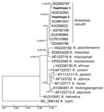 Phylogenetic tree inferred from outer membrane protein ompB region (600 bp) showing 4 separate branches of Rickettsia spp. in ticks. The sequences we obtained (bold) were placed into highly supported subclade corresponding with R. raoultii. First sequence (haplotype 1) shows 100% identity with GenBank accession no. DQ365797 from D. reticulatus ticks from France. Second sequence (haplotype 2) has 100% identity with GenBank accession no. HQ232262 from D. reticulatus ticks from Germany. The numbers at the nodes show posterior probabilities under the Bayesian inference/bootstrap values for maximum likelihood. GenBank accession number are provided for reference sequences. Branch lengths indicate expected numbers of substitutions per nucleotide site. 