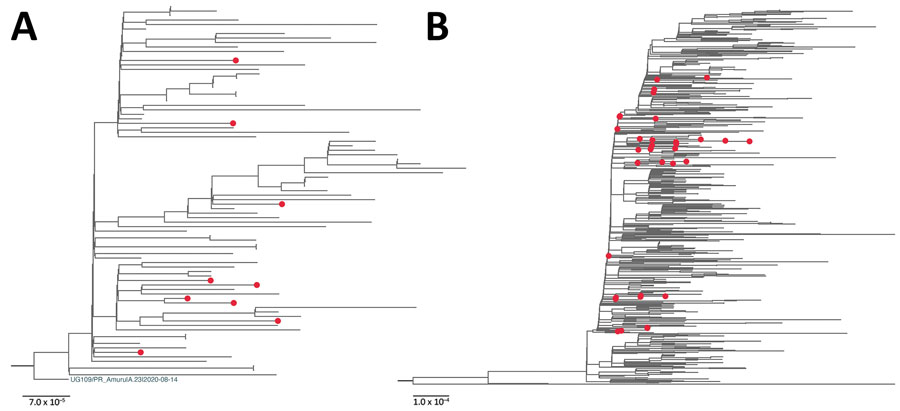 Maximum-likelihood phylogenetic tree of severe acute respiratory syndrome coronavirus 2 viruses from South Sudan (red dots) and reference sequences. A) Lineage A.23.1. All sequences from South Sudan were combined with a subset of all available global A.23.1 genomes, algorithmically thinned. All available global A.23.1 genomes were retrieved from GISAID (https://www.gisaid.org) and aligned, and for the first genome, all genomes closer than 5 hamming distance were removed. This process was continued until the entire set was thinned. This global, thinned A.23.1 set was combined with all South Sudan A.23.1 genomes and used to infer the A.23.1 maximum-likelihood tree. The tree was rooted with the A.23 strain (UG109/PR_Amuru|A.23|2020–08–14). B) Lineage B.1.525. The B.1.525 genome sequences were prepared in the same manner as those for A.23.1 except the hamming distance of 20. Maximum-likelihood phylogenetic trees were constructed in RaxML-NG (8) under the general time reversible plus gamma 4 plus invariate sites model as the best-fit model of substitution according to the Akaike information criterion determined by modeltestNG (9) and run for 100 pseudoreplicates and visualized using FigTree version 1.4.4 (http://tree.bio.ed.ac.uk/software/figtree). For B.1.525, the tree was midpoint rooted for clarity. Scale bar indicates nucleotide substitutions per site.