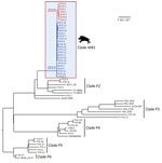 Core genome maximum-likelihood phylogenetic tree of 63 Escherichia coli O139:H1 (ST1) isolates from edema disease cases, including 28 from wild boars in France and 35 from domestic pigs of worldwide origin, including France. The clade of wild boar strains (WB1) is boxed, and the strains from this clade are colored according to the year of isolation (blue, 2013–2016; red, 2019). The clades of pig strains are numbered from P2 to P6. Scale bar indicates the number of substitutions per site.