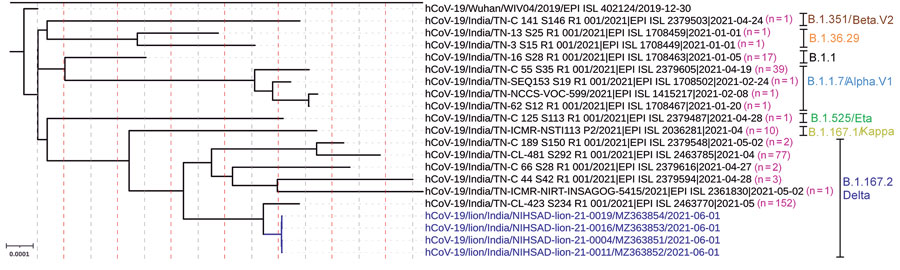 Complete genome phylogenetic analysis of severe acute respiratory syndrome coronavirus 2 (SARS-CoV-2) detected in Asiatic lions (Panthera leo persica), India (blue text), and representative sequences of different clusters generated at 99.9% identity threshold from the available SARS-COV-2 sequences from Tamil Nadu, India, in the GISAID. The maximum-likelihood tree was rooted to Wuhan-Hu-1 reference sequence (GISAID accession no. EPI_ISL_402124). GenBank accession numbers are provided for the sequences from this study. Pink numbers in parentheses indicate the number of SARS-CoV-2 genome sequences clustered at 99.9% identity threshold. Other text colors represent SARS-CoV-2 variants. Scale bar indicates nucleotide substitutions per site. 