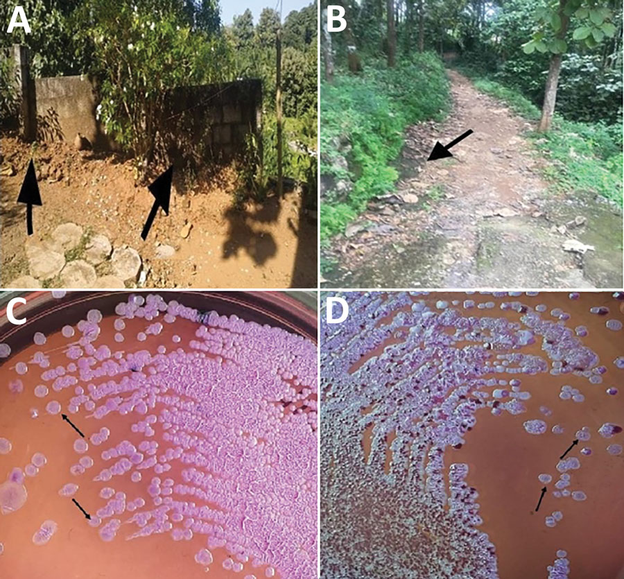 Cultures from environment of siblings with melioidosis, Kerala, India, 2019. A, B) Sites of soil collection (arrows) near patients’ house. C, D) Ashdown agar culture showing growth of pink wrinkled colonies with metallic sheen (arrows) after 72-h incubation, typical of Burkholderia pseudomallei. 