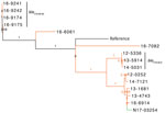 Phylogenetic dendrogram of extended-spectrum β-lactamase‒producing Salmonella enterica serovars Typhimurium and 4,5,12,i:-, Canada. The maximum likelihood dendrogram was created by using the single-nucleotide variant (SNV) phylogenomics (SNVPhyl) pipeline (https://snvphyl.readthedocs.io/en/latest) based on SNVs in the core genome. The reference genome is Salmonella Typhimurium strain LT2 (GenBank accession no. NC_003197.2). The tree is based on a core genome that represents 96% of the reference genome. Numbers along branches indicate branch support values. Sample N17-03254 was a clinical isolate from a sick pig (green), and all other samples were from human sources (orange, n = 14). Extended-spectrum β-lactamase genes are indicated to the right of the 3 largest clusters. The dataset comprises 1,599 SNVs, and SH-like branch support values are displayed.