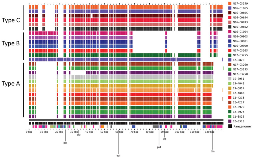Alignment of Salmonella blaSHV-2 plasmids from human and animals/meat sources, Canada. Closed plasmids were produced by hybrid assembly of short and long read sequencing by using Unicycler (https://bio.tools/unicycler). Plasmids were aligned by using the pangenome feature of the GView server (https://server.gview.ca). Animals/meat sample identifications start with the letter N, and human sample identifications start with a 2-digit number. Plasmids were classified as Type A, B, or C based on their resistance gene profiles and overall similarity. All plasmids belong to the IncI1 incompatibility group.