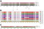 Alignment of Salmonella blaCTX-M plasmids from human and animals/meat sources, Canada. Alignments of blaCTX-M-1 IncI1 (A), blaCTX-M-1 IncN (B), and blaCTX-M-55 IncN (C) plasmids are shown. Plasmids were aligned by using the BLAST feature of the GView server (https://server.gview.ca) and representative closed plasmids (bottom-most plasmid in each alignment) from this study. Animals/meat sample identifications start with the letter N, and human sample identifications start with a 2-digit number.