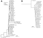 Phylogenetic analysis of bisexual (A) and parthenogenetic (B) Asian longhorned ticks in China and other countries. Maximum-likelihood trees were established with mitochondrial genomes of ticks collected in the Asian‒Pacific region. Numbers indicate multiple Asian longhorned ticks from the same county. Scale bars indicate nucleotide substitutions per site.