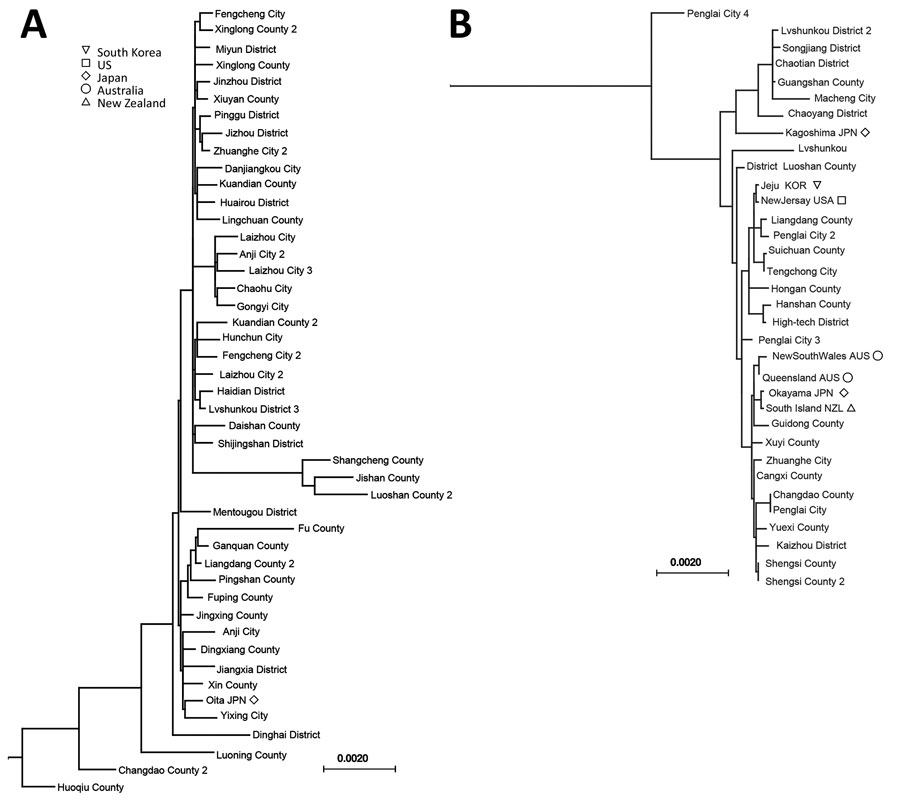 Phylogenetic analysis of bisexual (A) and parthenogenetic (B) Asian longhorned ticks in China and other countries. Maximum-likelihood trees were established with mitochondrial genomes of ticks collected in the Asian‒Pacific region. Numbers indicate multiple Asian longhorned ticks from the same county. Scale bars indicate nucleotide substitutions per site.