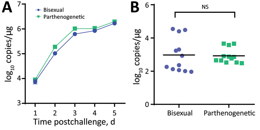 Susceptibility of bisexual and parthenogenetic Asian longhorned ticks to severe fever with thrombocytopenia syndrome virus (SFTSV), China. Groups of bisexual or parthenogenetic nymph Asian longhorned ticks were fed separately on 1 IFNAR−/− (interferon α/β receptor knockout) C57/BL6 mouse that was intraperitoneal inoculated with 2 x 103 focus-forming units of SFTSV. A) Viremias of IFNAR−/− C57/BL6 mice were monitored by using real-time PCR during tick feeding. B) SFTSV infection in the Asian longhorned ticks were tested by real-time PCR after molting into adults. Each dot or square indicates 1 tick. Black horizontal bars indicate means. NS, not significant.