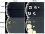 Bacillus subtilis cultures on E9 minimal medium agar plates with and without biotin. From left to right in each column, 0.5 McFarland standard was diluted ×1, ×10, and ×102, and 10 μL was incubated at 35°C for 72 hours under aerobic conditions. The isolate showed a biotin requirement. Isolate, Bacillus subtilis variant natto from patient in Japan with bacteremia of gastrointestinal origin; natto, B. subtilis var. natto standard strain; subtilis, B. subtilis subspecies subtilis standard strain. 