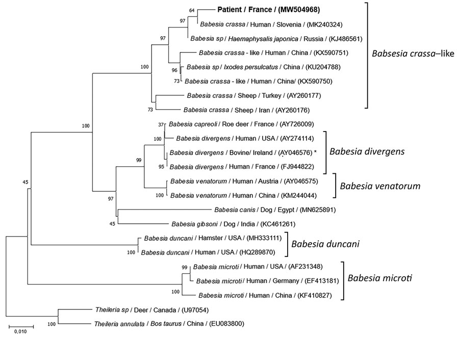 Evolutionary analysis of 18S RNA sequences of Babesia from a 61-year-old man from western France and reference sequences. Neighbor-joining tree of 1,000 bootstrap pseudoreplicates with Kimura 2-parameter distances of internal transcribed spacer 1 gene from 18S RNA sequences of the Babesia genus (MEGA X 10.1.8, https://www.megasoftware.net). Bootstrap proportions >50% are indicated. This phylogenetic tree illustrates the relationship between the species infecting this patient (GenBank accession no. MW504968) and the 20 different species of Babesia obtained from GenBank. Species, host, origin, and accession number are indicated. Theileria spp. was used as outgroup. Scale bar represents 1% of divergence. Asterisk indicates in vitro culture.