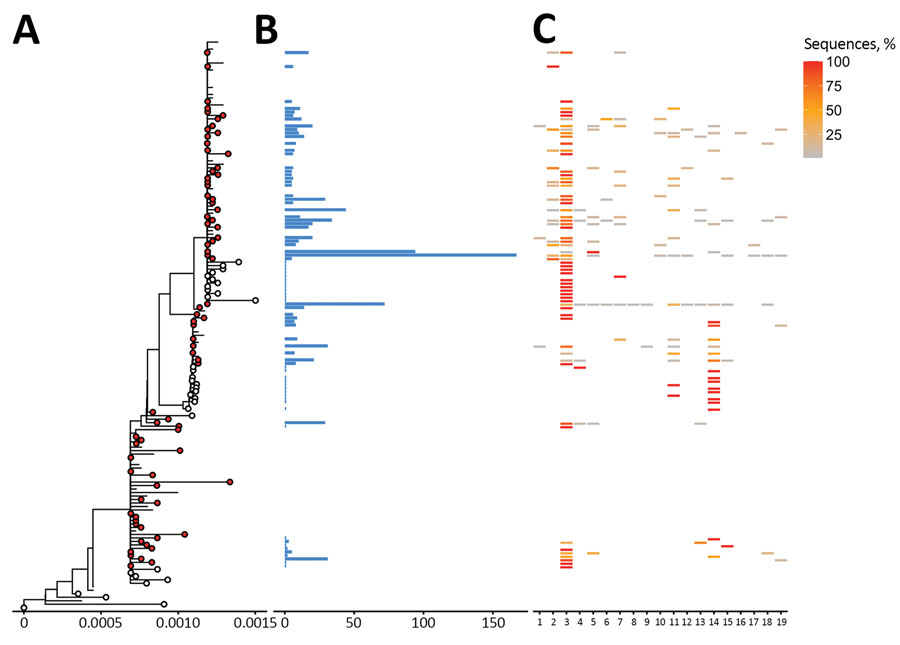 Phylogenetic trees of severe acute respiratory syndrome coronavirus 2 Beta (B1.351) variant clusters from Finland and sequence distribution. The tree (A) shows 76 clusters with ≥5 sequences (red circles), of which 48 contain 898 sequences sampled in Finland using TreeCluster (11), and 23 Finland singletons (white circles) from 33. The tree was constructed by using IQ-TREE 2 (10) with 1,000 ultrafast bootstraps. Each row in subsequent panels is equivalent to a cluster and shows the number of sequences from Finland (B) and the proportion of sequences per region of from Finland (C). Regions of Finland: 1, Central Finland Health Care District; 2, East Savo Hospital District; 3, Hospital District of Helsinki and Uusimaa; 4, Hospital District of South Ostrobothnia; 5, Hospital District of Southwest Finland; 6, Kainuu Social and Health Care Joint Authority; 7, Kanta-Häme Hospital District; 8, Länsi-Pohja Healthcare District; 9, Lapland Hospital District; 10, North Karelia Hospital District; 11, North Ostrobothnia Hospital District; 12, North Savo Hospital District; 13, Päijät-Häme Hospital District; 14, Pirkanmaa Hospital District; 15, Satakunta Hospital District; 16, Social and Health Services in Kymenlaakso; 17, South Karelia Social and Health Care District; 18, South Savo Hospital District; 19, Vaasa Hospital District, 