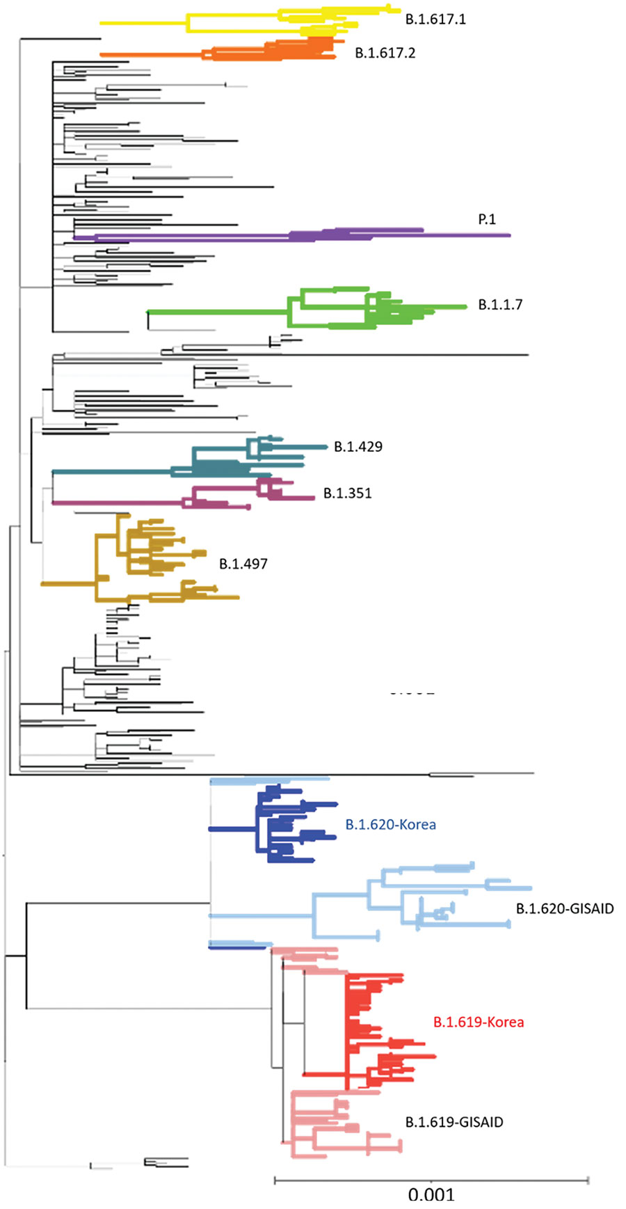Phylogenetic analysis of severe acute respiratory syndrome coronavirus 2 sequences, South Korea. A total of 457 sequences were used to construct the tree, including 37 sequences of B.1.619 lineage and 36 sequences of B.1.620 lineage from GISAID (https://www.gisaid.org). Each sequence was aligned to the reference sequence (Wuhan-Hu-1, GenBank accession no. NC_045512) using Geneious Prime software (https://www.geneious.com) and then manually trimmed to equal lengths. A maximum-likelihood phylogenetic tree was reconstructed using FastTree version 2.1.9 (http://www.microbesonline.org/fasttree), under the general time reversible plus gamma nucleotide substitution model; the phylogenetic tree was visualized using iTOL (https://itol.embl.de). Four variants of concern (B.1.1.7, B.1.351, P.1, and B.1.617.2), 2 variants of interest (B.1.429 and B.1.617.1), and B.1.497, which were the major lineages of the GH clade in South Korea, are shown. Red indicates South Korea B.1.619 sequences and blue, B.1.620; pink indicates Europe B.1.619 sequences and light blue, B.1.620. Scale bar indicates substitutions per site.