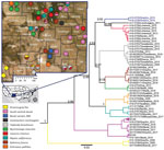 Phylogenetic tree based on partial nucleoprotein gene (348 bp) sequences and geographic distribution of rabies virus (RABV) variants, New Mexico, USA. The tree was constructed by using representative isolates and only posterior values leading to the RABV variants are included on the tree nodes. Three major clades were identified in New Mexico. The RABV variants are displayed in distinct colors in the tree and map according to the legend included in the figure. Blue indicates novel RABV isolates collected from gray fox in Lincoln County. Accuracy of the location in the map is at city level; for samples that did not have city information, the location was randomly assigned within the county. Numbers along branches are bootstrap values. Scale bar indicates nucleotide substitutions per site.