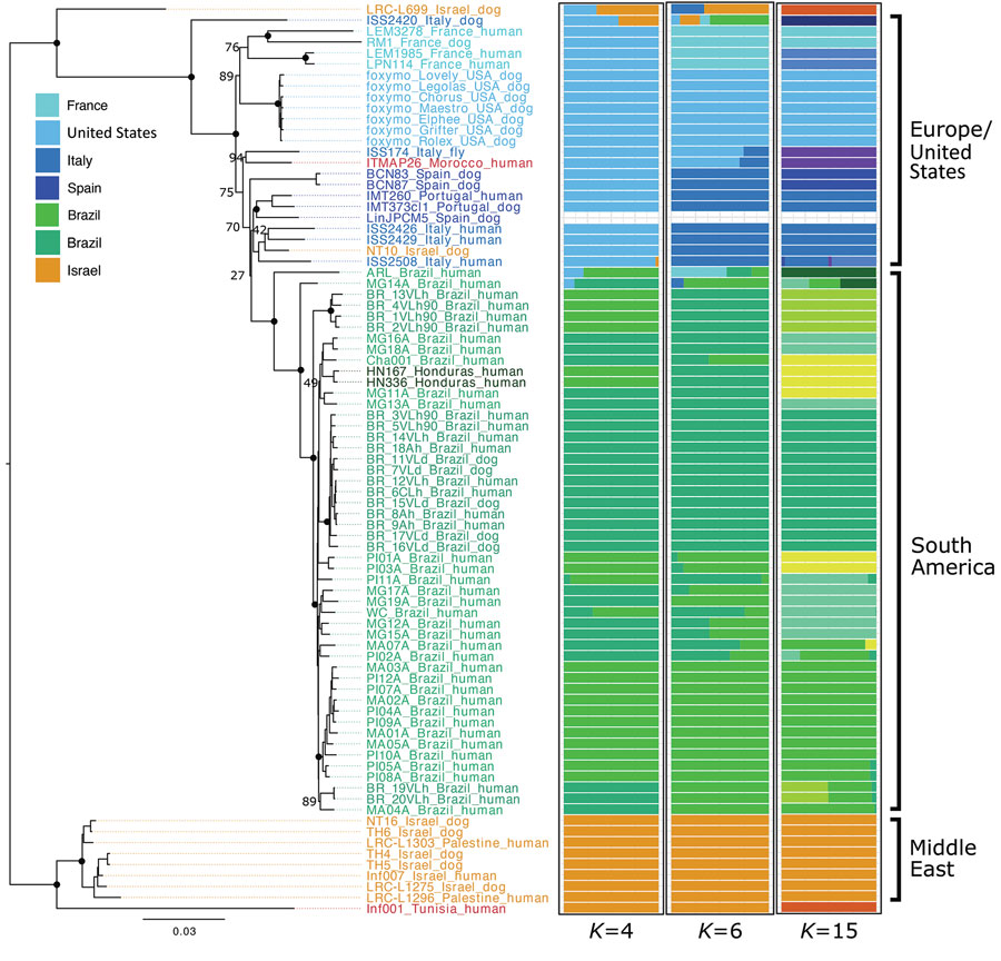Neighbor-joining tree based on pairwise Nei distances demonstrating geographic origin of US hound Leishmania isolates. Phylogenies were reconstructed on the basis of whole-genome genotype calls of 83 parasite samples representing the dominant L. infantum zymodeme MON-1 from the United States, Europe, South America, and the Middle East, which were the samples most relevant in the context of the origin of the US samples (Appendix 2 Figure 2). The 3 righthand columns indicate population grouping using admixture with best fitting total number of groups (Appendix 2 Figure 1, panel A). 
