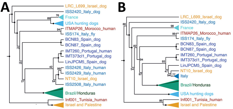 Geographic origin of US hound Leishmania isolates. A) Cladogram of the neighbor-joining tree from Figure 1 showing monophyletic groups for better visibility of evolutionary relationships of the US hound parasites. B) Cladogram of the maximum-likelihood phylogeny (Appendix 2 Figure 2, panel B). Cladograms were reconstructed on the basis of whole-genome genotype calls of 83 parasite samples representing the dominant L. infantum zymodeme MON-1 from the United States, Europe, South America, and the Middle East, which were the samples most relevant in the context of the origin of the US samples (Appendix 2 Figure 2). Numbers at internal nodes show bootstrap values.