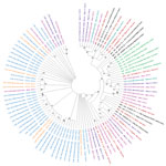 Phylogenetic analysis of 77 nasopharyngeal swab samples collected during coronavirus disease case surge, Libera, March–July 2021, and reference sequences. We created a maximum-likelihood nucleotide phylogenetic tree of the complete polyprotein coding region by using MEGA X (https://www.megasoftware.net), with a bootstrap value of 100 and and used Tamura-Nei 93 (TN93) as a substitution model with a discrete gamma distribution (+G) for evolutionary rate; the rate variation model allowed some sites to be evolutionarily invariable (+I). Numbers along the branches are bootstrap values of 100 bootstrap resamplings. Teal indicates samples collected in March 2021; purple indicates samples collected in April 2021; pink indicates samples collected in May 2021; blue indicates samples collected in June 2021; orange indicates samples collected in July 2021; brown indicates variants of concern or variants of interest; black indicates other circulating variants; green indicates severe acute respiratory syndrome coronavirus 2 reference sequence and other early parental sequences from 2020. 