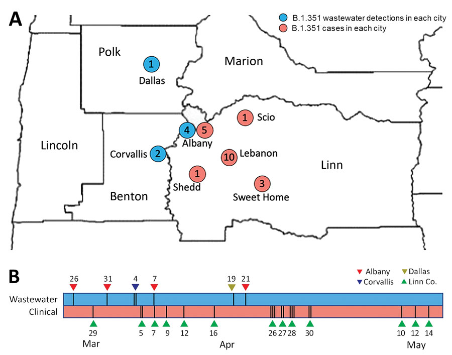 Location and timeline of emergence of SARS-CoV-2 variant B.1.351 in wastewater samples and clinical specimens in Linn County, Oregon, USA, and surrounding jurisdictions, March–May 2021.  A) Blue dots represent the sites and numbers of wastewater samples with detections of the B.1.351 variant in Linn County and surrounding jurisdictions. Red dots represent the location and number of individual cases of B.1.351 in Linn County. Initial wastewater samples with evidence of the B.1.351 variant of concern were collected from Albany, Oregon, during March 26–31, 2021, and the first case of B.1.351 infection in Linn County was reported on April 23, 2021 (specimen collection date of April 7, 2021); 18 additional cases were identified through May 15, 2021, including cases with earlier specimen collection dates. B) Timeline of wastewater samples and clinical specimens positive for B.1.351 in Linn County and surrounding jurisdictions. Vertical bars indicate the number of samples or specimens collected on each date. City locations are not given to limit identifiability of individual case-patients.