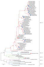 Maximum-likelihood phylogenetic tree of hemagglutinin genes of Eurasian avian-like swine influenza A(H1N1) viruses from pigs on pig farms in 6 provinces of China (blue circles) and reference sequences from humans (red squares). The phylogeny of available sequences of related viruses from GenBank and GISAID database (https://www.gisaid.org) and the 26 HA genes sequenced in this study were inferred by using MEGA version 7 (https://www.megasoftware.net) under the general time-reversible plus gamma distribution model with 1,000 bootstrap replicates. Scale bar indicates substitutions per nucleotide.