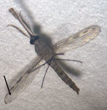Wing morphology of Anopheles culicifacies mosquito showing the dark third vein (arrow). The length of the wing on the right is 2.5 mm. Photograph courtesy Gaurav Kumar.