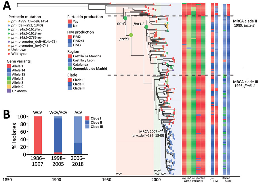 Time-scaled phylogeny of Bordetella pertussis isolates collected in Spain, 1986–2018. A) Bayesian phylogenetic reconstruction of 184 B. pertussis isolates and the reference Tohama I (GenBank accession no. NZ_CP031787). Shaded regions indicate periods of WCV, WCV/ACV, and ACV use. Colored dots at the end of the tree branches indicate pertactin production for each isolate. Alleles of ptxA, ptxP, prn, fim2, and fim3 are indicated for each isolate, on the right. Data associated with expression (serotyping) of FIM2/FIM3 are also indicated for each isolate; B) Temporal distribution of the isolates’ clades of B. pertussis based on the vaccine type(s) used for routine vaccination. ACV, acellular vaccine; del, deletion; FIM, fimbrial serotype; fwd, forward; inv, inversion; IS, insertion sequence; MRCA, most recent common ancestor; prn, pertactin gene: rev, reverse; WCV, whole-cell vaccine.