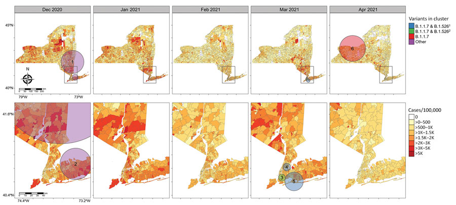 Severe acute respiratory syndrome coronavirus 2 variant clusters identified from retrospective multinomial space-time scan analysis and coronavirus disease incidence by ZIP code tabulation area, New York State, USA, December 2020–April 2021. Circles indicate clusters with relative risk >1. 1, variant includes B.1.526, B.1.526.1, and B.1.526.2; 2, variant includes B.1.526 and B.1.526.2.