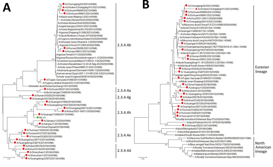Phylogenetic trees of hemagglutinin (A) and neuraminidase (B) genes of H5 and N6 subtype influenza viruses collected from poultry and humans in China, 2021, and reference viruses. Red triangles indicate virus obtained in this study; red circles indicate human-infected avian influenza viruses; green squares indicate H5 Re-11 vaccine strain. Clade numbers and lineages are indicated on the right in panel. Trees were constructed with MEGA 5.10 software (https://www.megasoftware.net) using the neighbor-joining method. Bootstrap analysis was performed with 1,000 replications. Scale bars indicate nucleotide substitutions per site. 