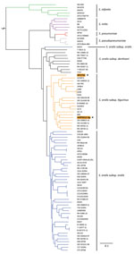 Phylogenetic analysis of invasive Streptococcus oralis expressing serotype 3 pneumococcal capsule from 2 adult patients, Japan. Asterisks and orange shading indicate genomes from isolates ASP0312-Sp and SP2752 identified in this study. Homologous core gene clusters of 71 strains from 3 Streptococcus oralis subsp., 2 S. pneumoniae, 5 S. mitis, 5 S. infantis, and 3 S. pseudopneumoniae were downloaded from the National Center for Biotechnology Information database (https://www.ncbi.nlm.nih.gov) and compared with the ASP0312-Sp and SP2752 genomes. Branch lengths represent the genetic distance. Scale bar indicates nucleotide substitutions per site.