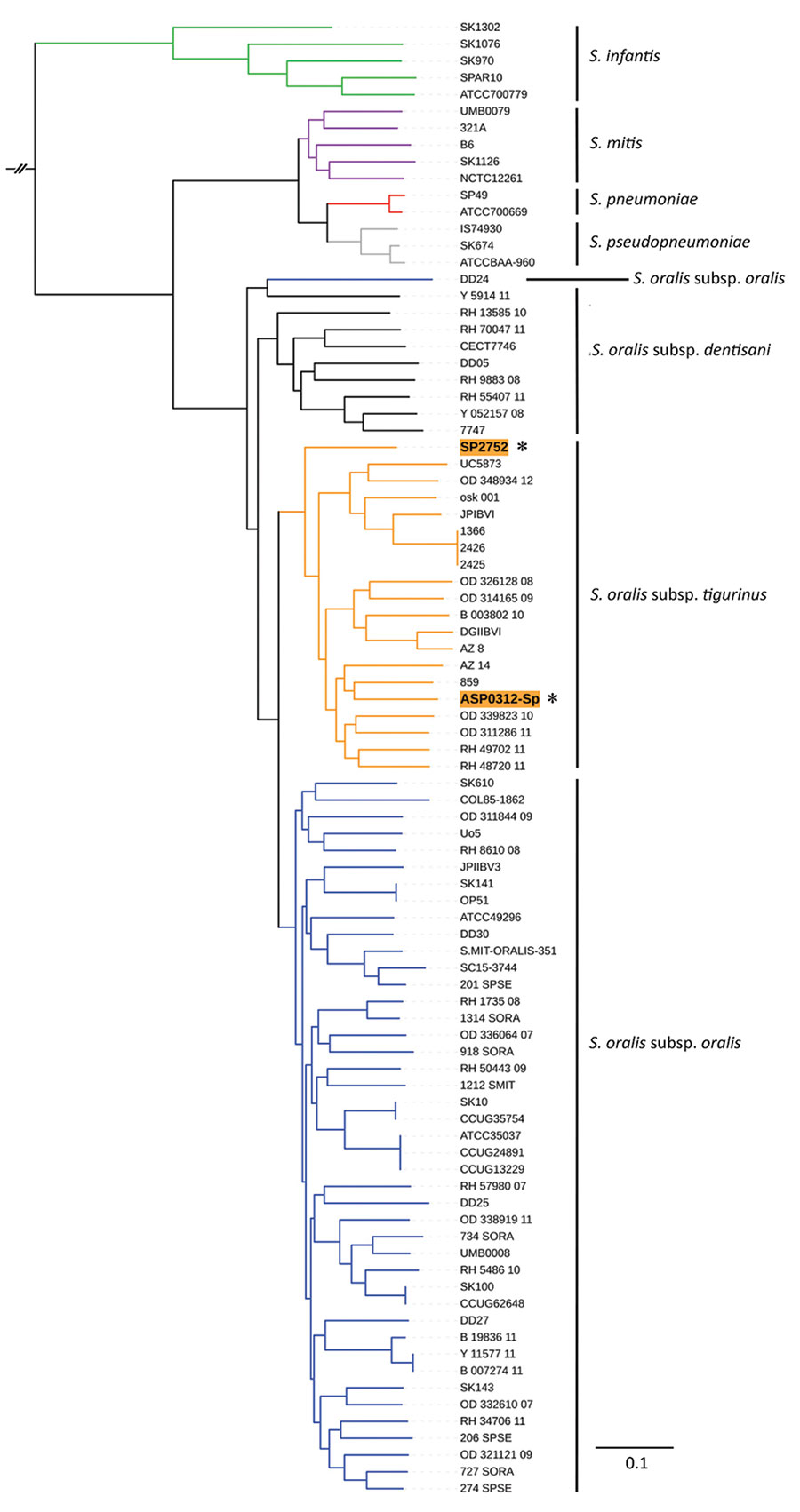 Phylogenetic analysis of invasive Streptococcus oralis expressing serotype 3 pneumococcal capsule from 2 adult patients, Japan. Asterisks and orange shading indicate genomes from isolates ASP0312-Sp and SP2752 identified in this study. Homologous core gene clusters of 71 strains from 3 Streptococcus oralis subsp., 2 S. pneumoniae, 5 S. mitis, 5 S. infantis, and 3 S. pseudopneumoniae were downloaded from the National Center for Biotechnology Information database (https://www.ncbi.nlm.nih.gov) and compared with the ASP0312-Sp and SP2752 genomes. Branch lengths represent the genetic distance. Scale bar indicates nucleotide substitutions per site.