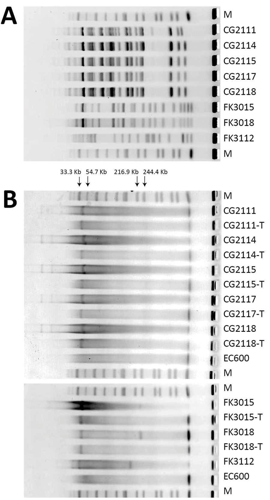Pulsed-field gel electrophoresis (PFGE) profiles of selected Klebsiella pneumoniae carbapenemase 3–producing Enterobacterales strains isolated from patients at a tertiary hospital in Ningbo, Zhejiang Province, China, August 1, 2020–June 30, 2021. A) PFGE profiles. B) S1-nuclease PFGE profiles. EC, Escherichia coli EC; M, Salmonella enterica serotype Braenderup strain H9812; -T, the transconjugants of the corresponding strain. 
