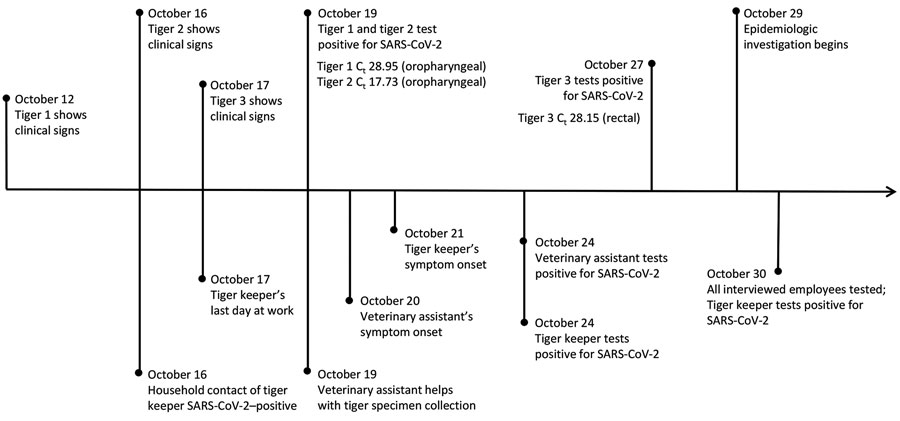 Timeline of events identified during the epidemiologic investigation of an outbreak of SARS-CoV-2 infection among Malayan tigers and humans at a zoo, Tennessee, USA, October 12–30, 2020. Dates related to tiger events are shown above the timeline; dates related to human events are shown below the timeline. Ct values for the first positive open reading frame 1b reverse transcription PCR test per animal are shown; methods for extraction and Ct value calculation were described previously by Sawatzki et al. (11). Ct, cycle threshold; SARS-CoV-2, severe acute respiratory syndrome coronavirus 2.