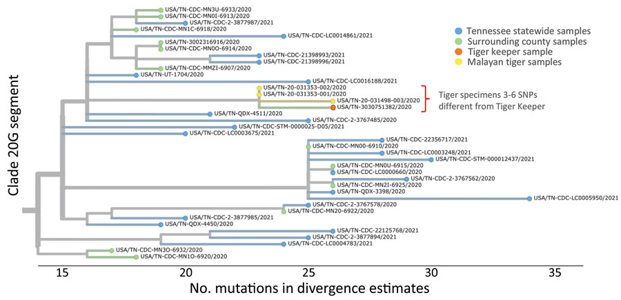 Whole-genome phylogenetic analysis from of an outbreak of SARS-CoV-2 infection among Malayan tigers and humans at a zoo, Tennessee, USA, October 2020. The tree shows a close-up view of clade 20G divergence estimates from the SARS-CoV-2 Wuhan-Hu-1 reference genome and sequences from humans living in Tennessee and Malayan tigers sampled during the outbreak investigation. Sequence analysis showed 3–6 SNP differences between 1 human tiger keeper and all 3 tiger sequences (GISAID accession nos. EPI_ISL_292844–6). Differences are indicated by 1-step edges (lines) between colored dots (individual SARS-CoV-2 sequenced infections). Numbers indicate unique sequences. Phylogenetic relationships were inferred through approximate maximum-likelihood analyses implemented in TreeTime (13) by using the NextStrain pipeline (14). All high-quality genome sequences from Tennessee were downloaded from the GISAID (https://www.gisaid.org) database on March 16, 2021. Pangolin lineages for investigation sequences were assigned on March 16, 2021. Not all analyzed sequences are shown in this figure because some were outside clade 20G. CDC, Centers for Disease Control and Prevention; SARS-CoV-2, severe acute respiratory syndrome coronavirus 2; SNP, single-nucleotide polymorphism.
