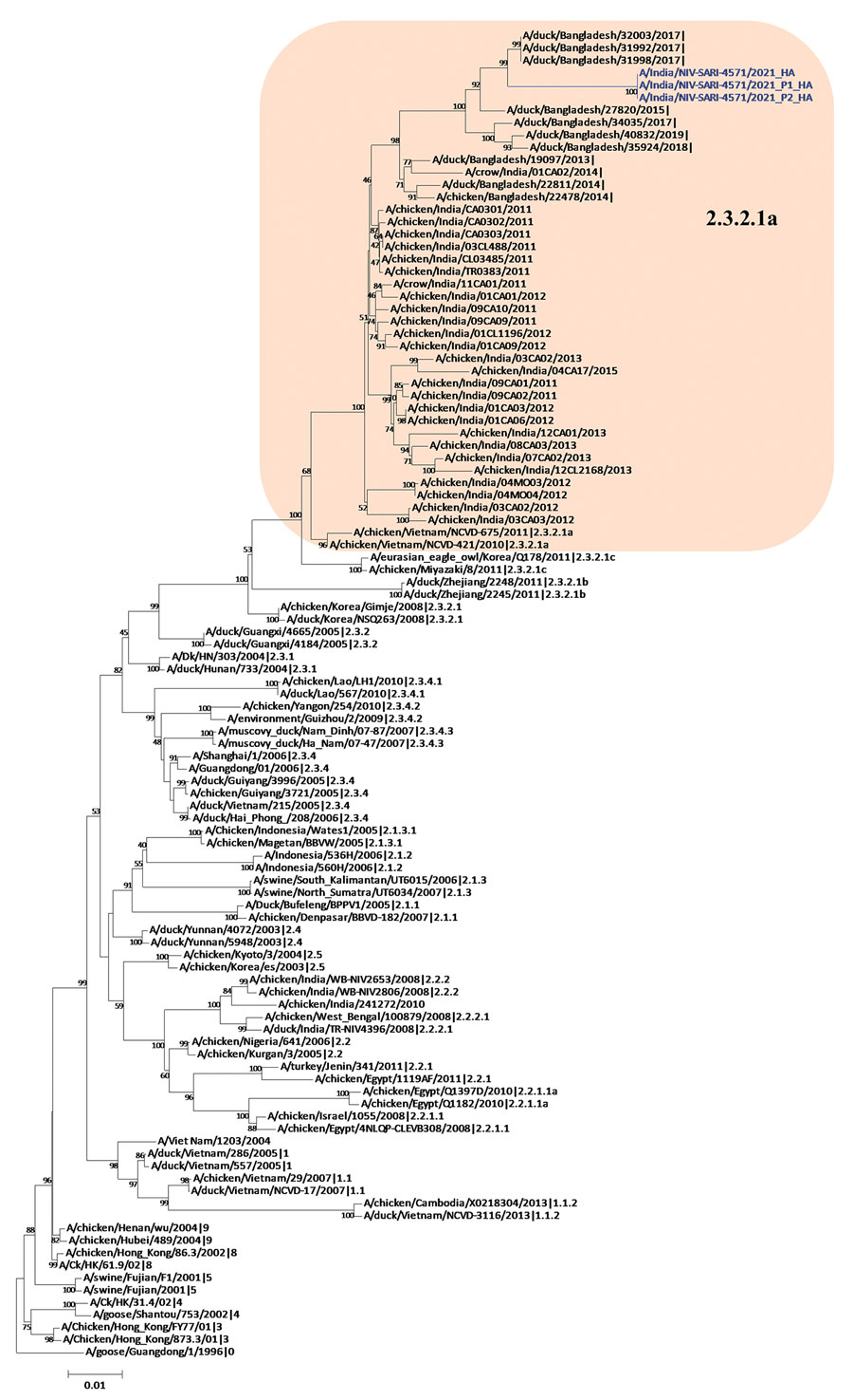 Hemagglutinin gene phylogenetic tree of avian influenza viruses, constructed using the neighbor-joining method as implemented in MEGA 7 (https://www.megasoftware.net). Blue text indicates the study strains (clinical and isolate); shaded area represents the Bangladesh and India strains in clade 2.3.2.1a. Gs/Guangdong/1/96 was used as the outgroup sequence. Scale bar indicates number of nucleotide substitutions per site.