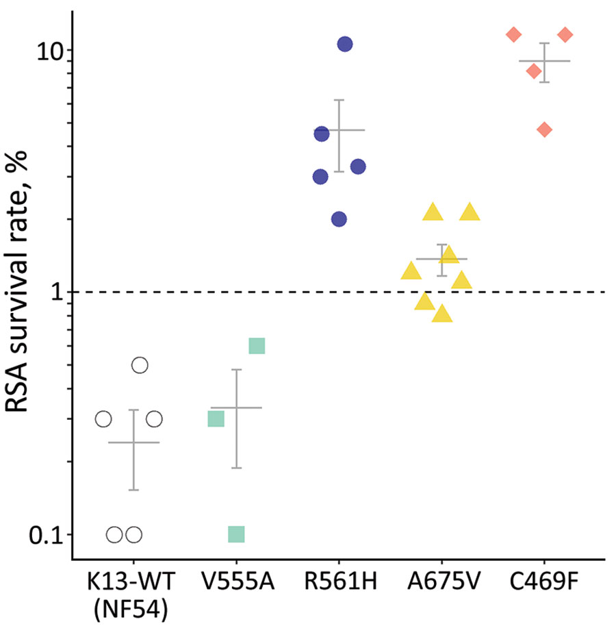RSA 0–3-hour postinvasion survival rates (%) of an artemisinin-susceptible, K13 WT Plasmodium falciparum strain (NF54) and 4 P. falciparum patient isolates from Rwanda with K13 mutations. Each data point represents the mean of triplicate experiments. Isolate growth rates were only considered for analysis if 72-hour growth rates exceeded 1.5× rates in the nonexposed controls. Indicated error bars display the mean + SE; dashed line indicates the 1% survival rate threshold used to define artemisinin resistance (1,6). K13, kelch 13; RSA, ring-stage susceptibility assay; WT, wild-type. 
