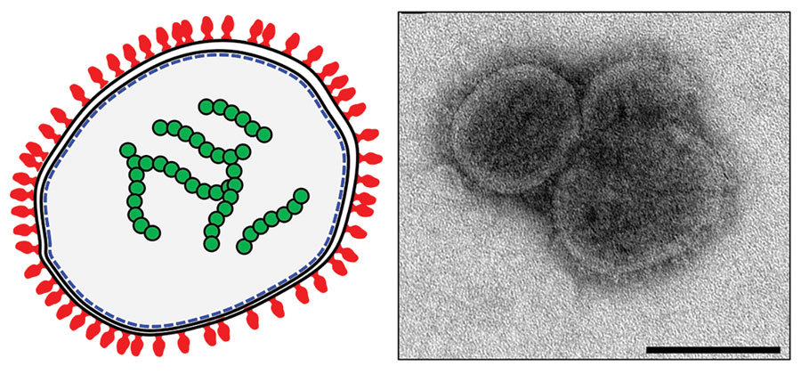 Diagram (left) and electron micrographic image (right) of Bourbon virus showing putative structural organization of the virion. Red structures represent glycoproteins attached to the outside of the virion; green structures represent the 6 RNA gene segments coated with nucleoproteins. Scale bar is 100 nm. Electron micrographic image credit: Public Health Image Library (https://phil.cdc.gov). 