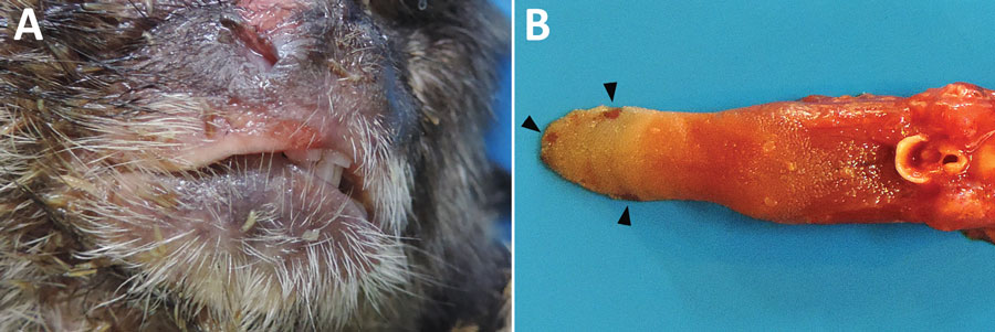 Macroscopic finding in the tongue and lip from a black-tufted marmoset with fatal human alphaherpesvirus 1 infection, Brazil, 2012–2019. A) Erosions and ulcerations on the lip. B) Glossitis with multifocal ulcers and erosions (arrowheads).