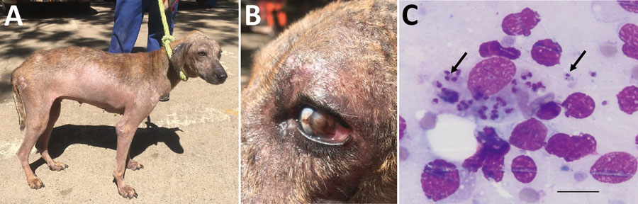 Clinical manifestations and microscopic imaging of Leishmania infantum‒infected dog, Zambia. A, B) Dog (case 1) showing dermatitis and onychogryphosis (excessive growth of nails) (A) and focal corneal opacity of the left eye (B). C) Intracellular Leishmania amastigotes (black arrows) in fine-needle lymph node aspirate from the same dog. Scale bar indicates 20 μm. 