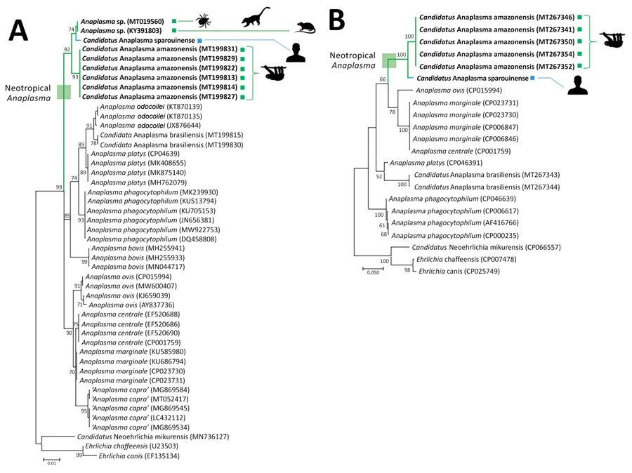 Anaplasma phylogenies for the Candidatus Anaplasma sparouinense species characterized from French Guiana and reference sequences. Trees were constructed by using maximum-likelihood estimations based on best-fit approximation for the evolutionary model Hasegawa-Kishino-Yano plus invariant sites for 16S rDNA with 485 unambiguously aligned bp (A) and ITS2 sequences with 387 unambiguously aligned bp (B). Bold indicates Anaplasma species and strains specific to the Neotropics. GenBank accession numbers of sequences used in analyses are shown on the phylogenetic trees. Numbers at nodes indicate percentage support of 1,000 bootstrap replicates. The scale bar is in units of substitution per site.