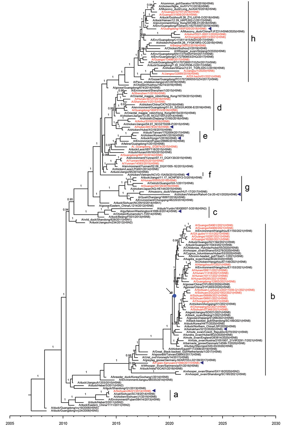 Maximum clade credibility trees of hemagglutinin gene of influenza A(H5N6) viruses, China. Red indicates human-origin H5N6 viruses; blue triangles indicate H5Ny vaccine strains recommended by the World Health Organization; blue dot indicates the most recent common ancestry of clade 2.3.4.4b A(H5N6) human viruses in 2021. Posterior probabilities >0.9 are labeled on the branches.