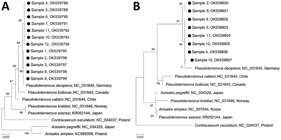Phylogenetic analyses of Pseudoterranova nematode larvae extracted from 12 health check-up patients in South Korea, 2002–2020 (black dots), in comparison with other anisakid species. A) mitochondrial cytochrome oxidase c gene sequences; B) mitochondrial NADH dehydrogenase gene sequences. Trees were constructed by using the neighbor-joining method based on the Kimura 2-parameter model of nucleotide substitution with 1,000 bootstrap replications and viewed by using MEGA-X (https://www.megasoftware.net). GenBank accession numbers and country of origin are provided for reference sequences. Details of patient information for the 12 samples from this study are provided in Appendix Table 1). Numbers along branches are bootstrap values. Scale bars indicate nucleotide substitutions/site.