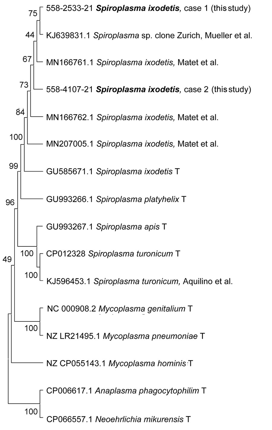 Spiroplasma ixodetis infections in immunocompetent and immunosuppressed patients after tick exposure, Sweden. Neighbor-joining tree based on partial 16S rRNA sequences of clinical isolates of Spiroplasma spp., other members of the family Mollicutes (Mycoplasma spp.), and tickborne bacterial pathogens of the family Anaplasmataceae (Anaplasma phagocytophilum and Neoehrlichia mikurensis). Type strains are indicated by T, and clinical samples from this study are indicated in bold. Percentage values of replicate trees in which the associated taxa clustered together in the bootstrap test (1,000 replicates) are shown next to the branches. Evolutionary distances were computed by using the Kimura 2-parameter method and are in the units of number of base substitutions per site. Evolutionary analyses were conducted by using MEGA11 (https://www.megasoftware.net).